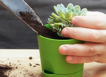 Como cuidar de suculentas: confira dicas para plantá-las em vasos ou jardim