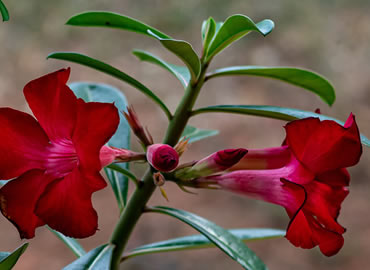 Cuidados com a Rosa do Deserto: Como a Argila Expandida CINEXPAN Contribui para o Sucesso do Cultivo